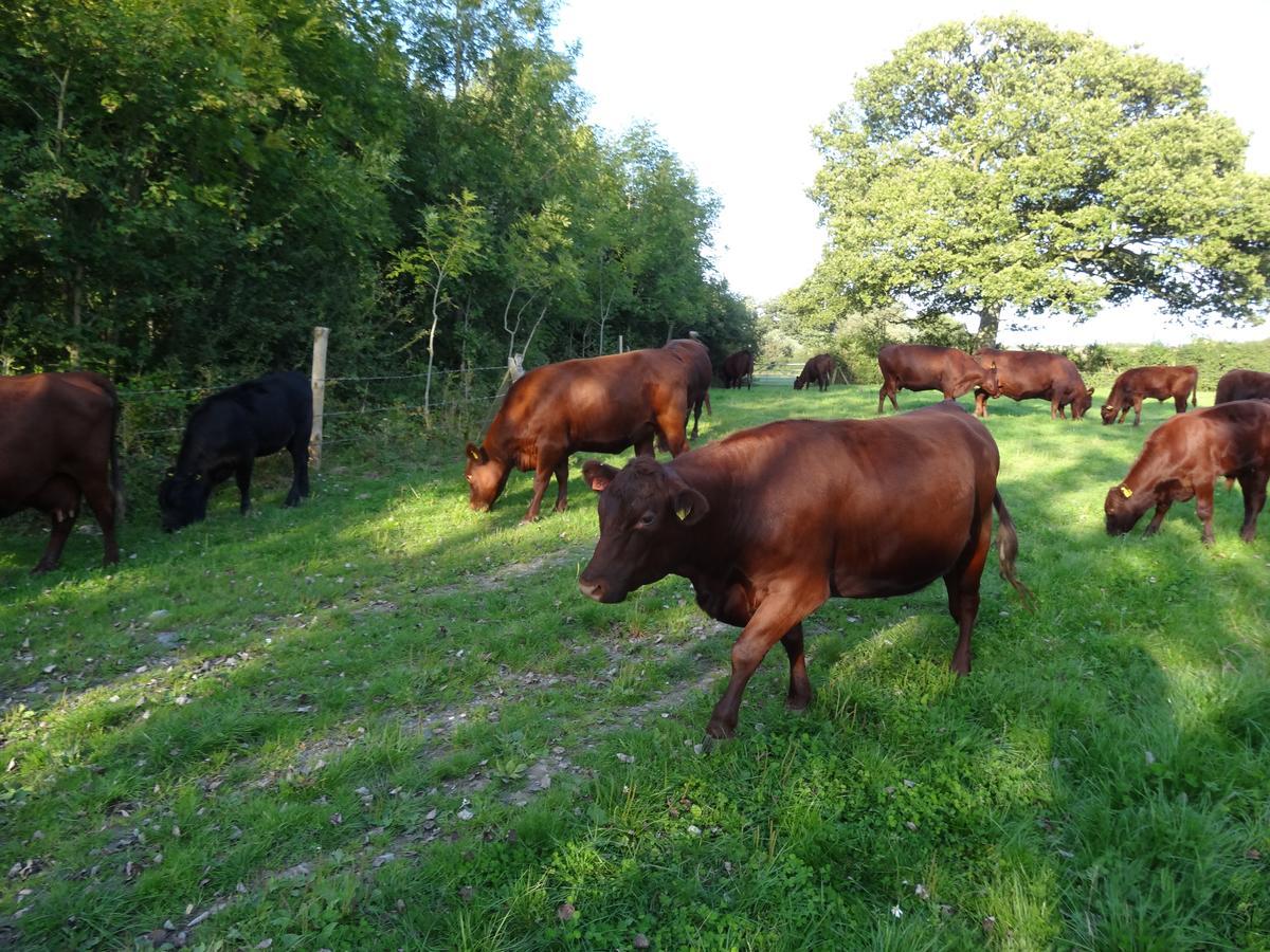 Moors Farmhouse Bed & Breakfast East Knoyle Exterior photo